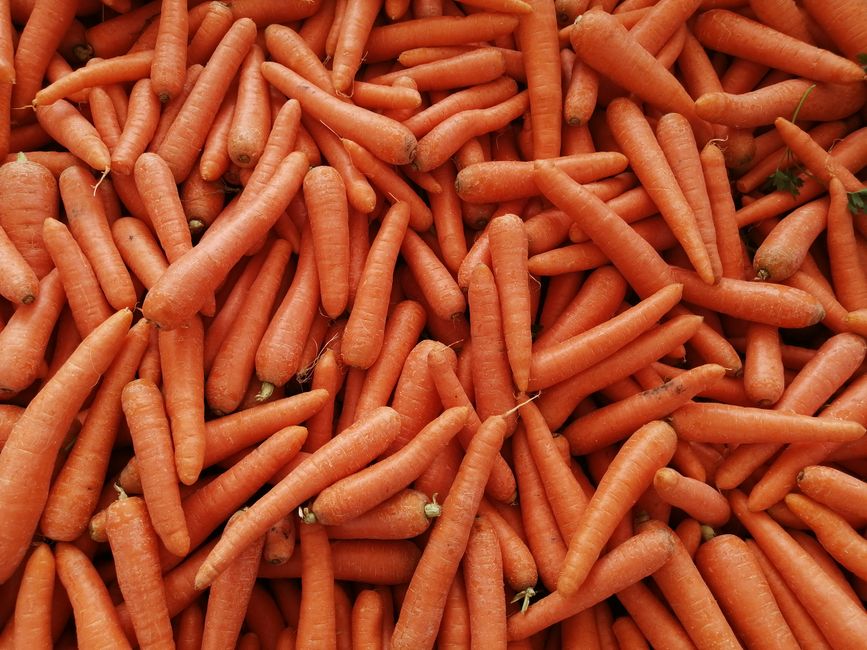 Fresh carrots